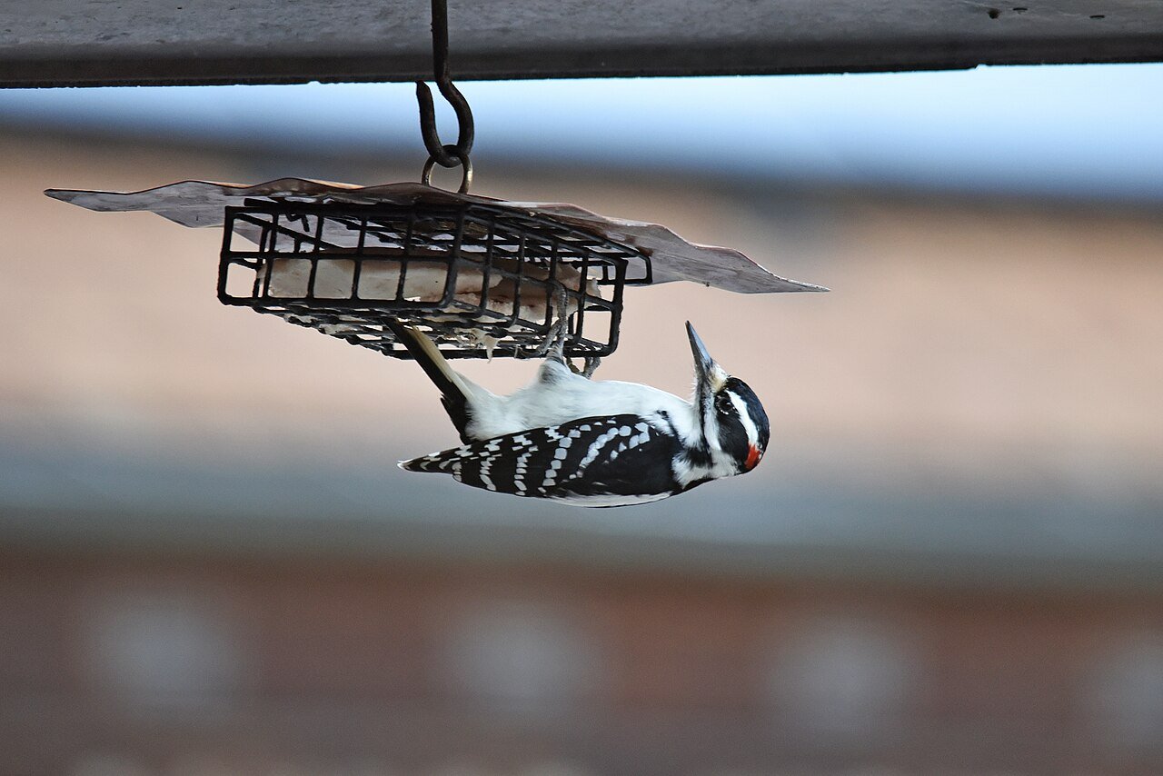 Hairy woodpecker at a suet cage feeder