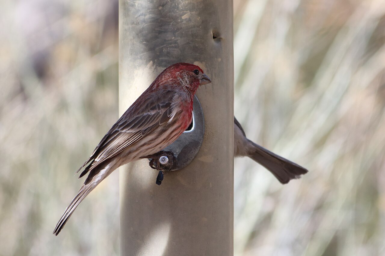 Male house finch perched on a bird feeder