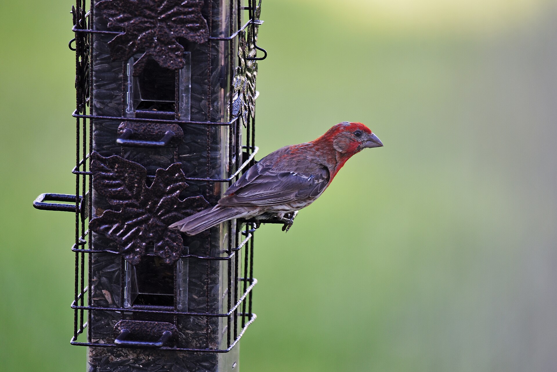 Male house finch perched at a tube bird feeder