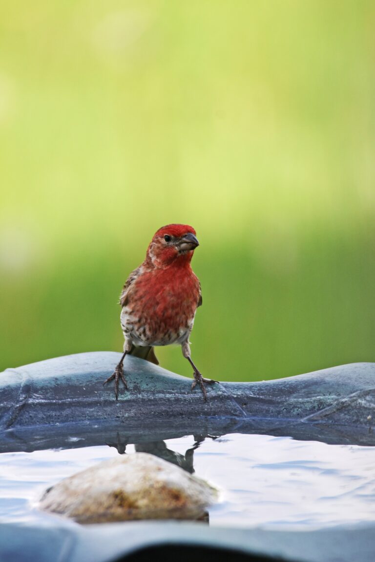 Male house finch at a birdbath