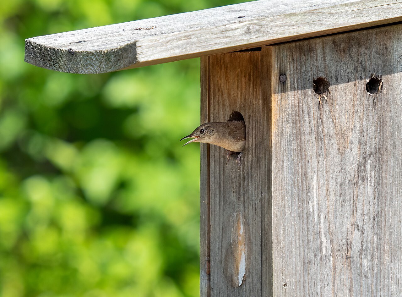 House wren peeking out of a nest box