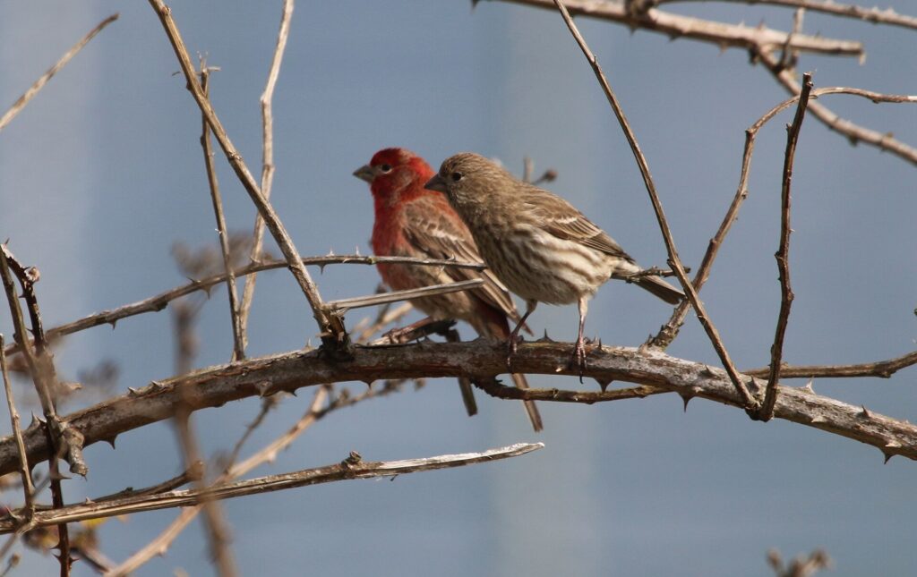 House finches
