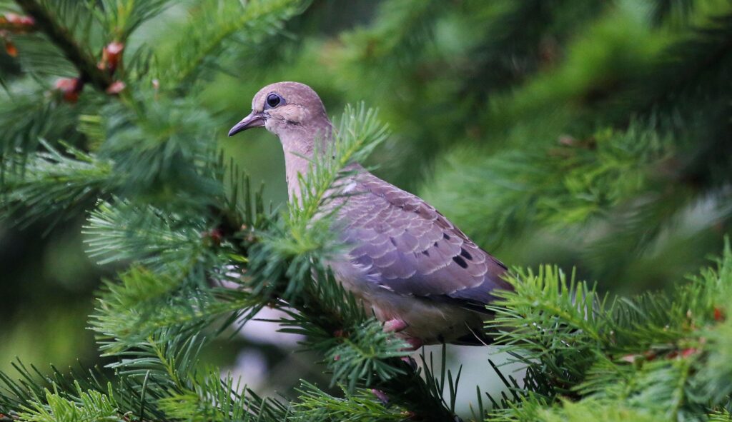 Mourning dove