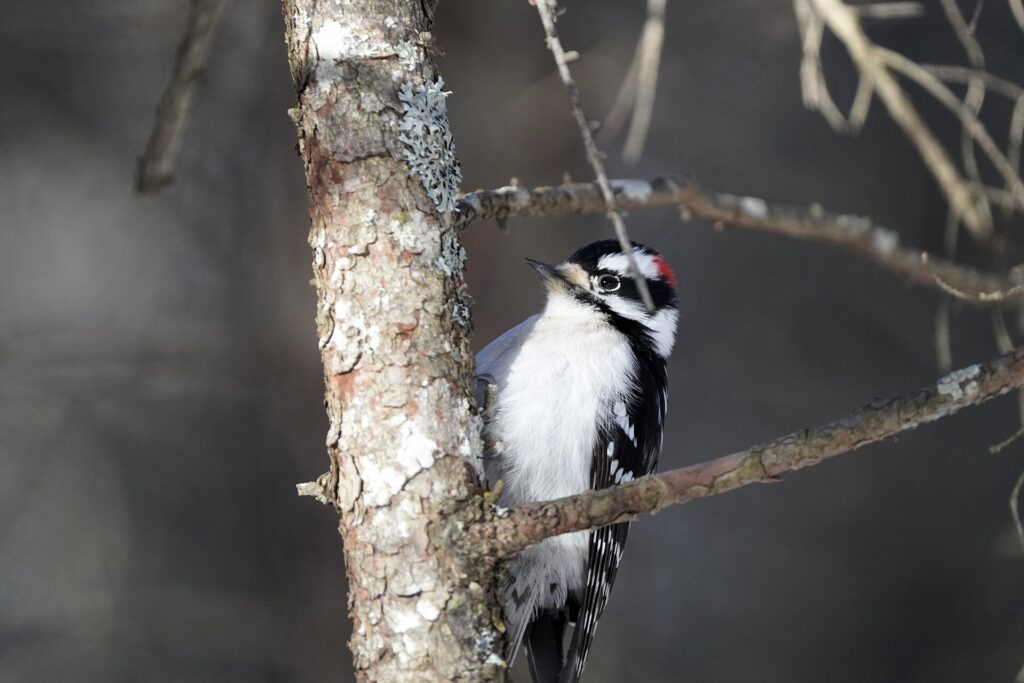 Downy woodpecker