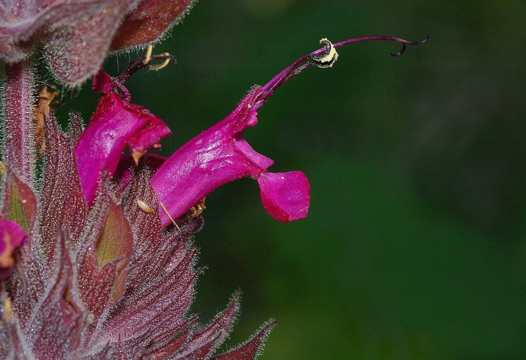 Hummingbird sage with magenta flower spikes