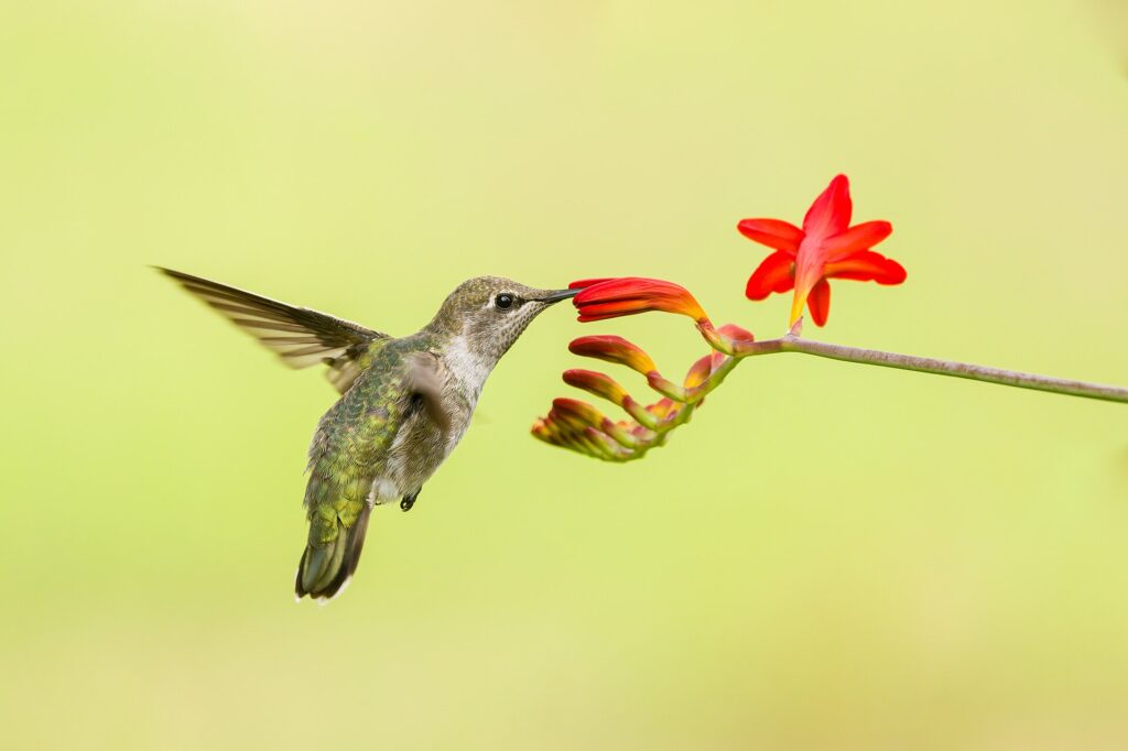 Anna's hummingbird