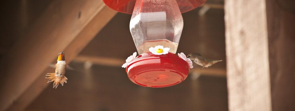 Rufous hummingbird defending a feeder