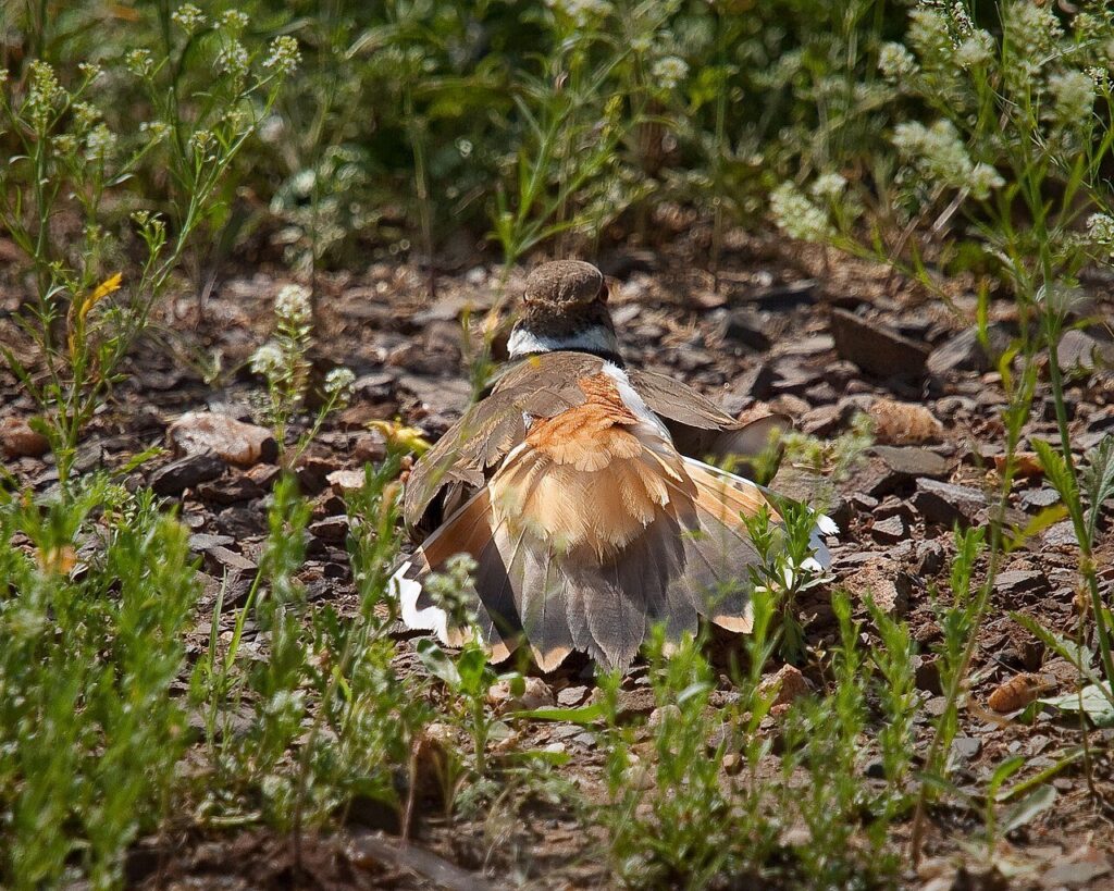 Killdeer performing a broken-wing distraction display