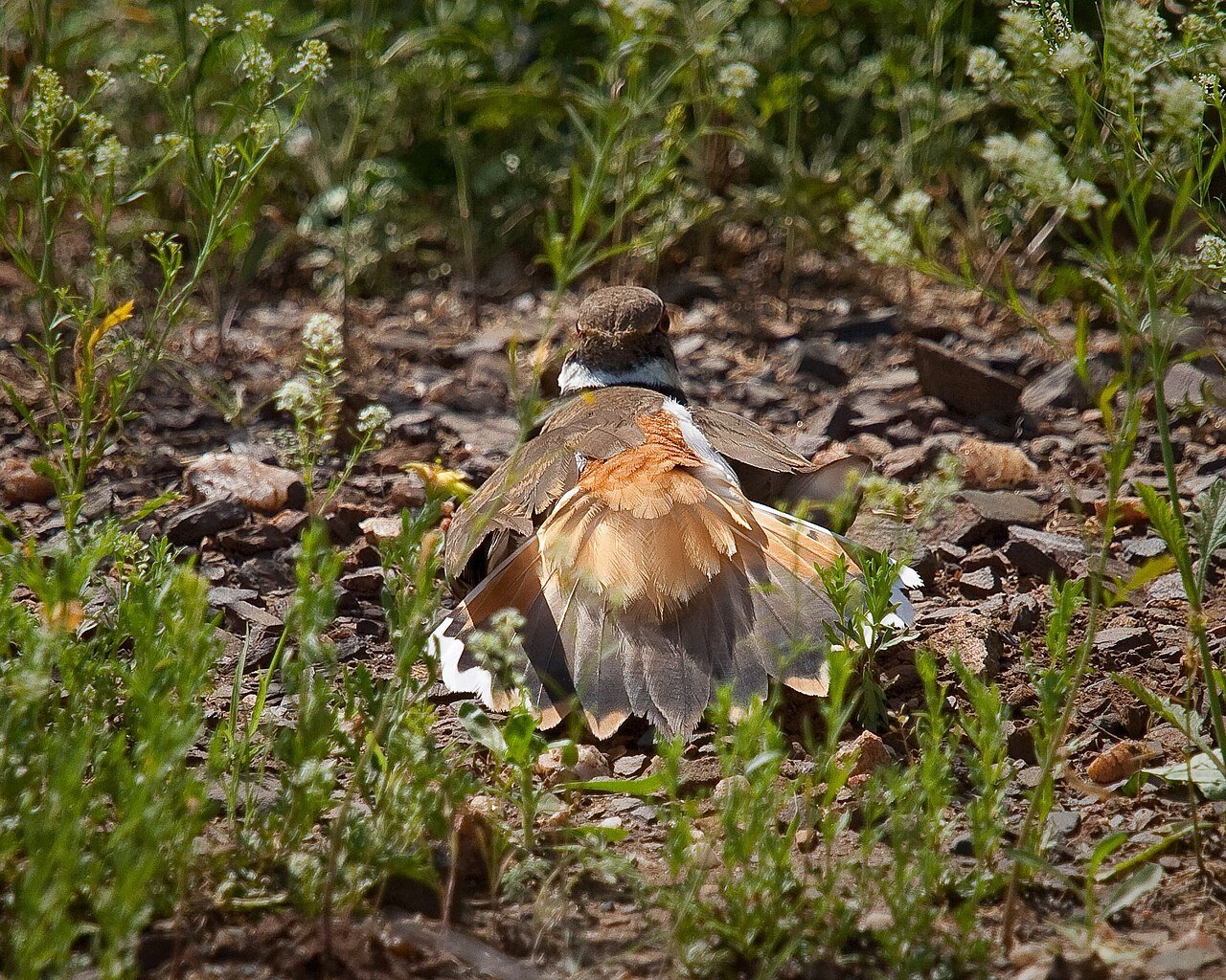 Killdeer performing a broken-wing distraction display