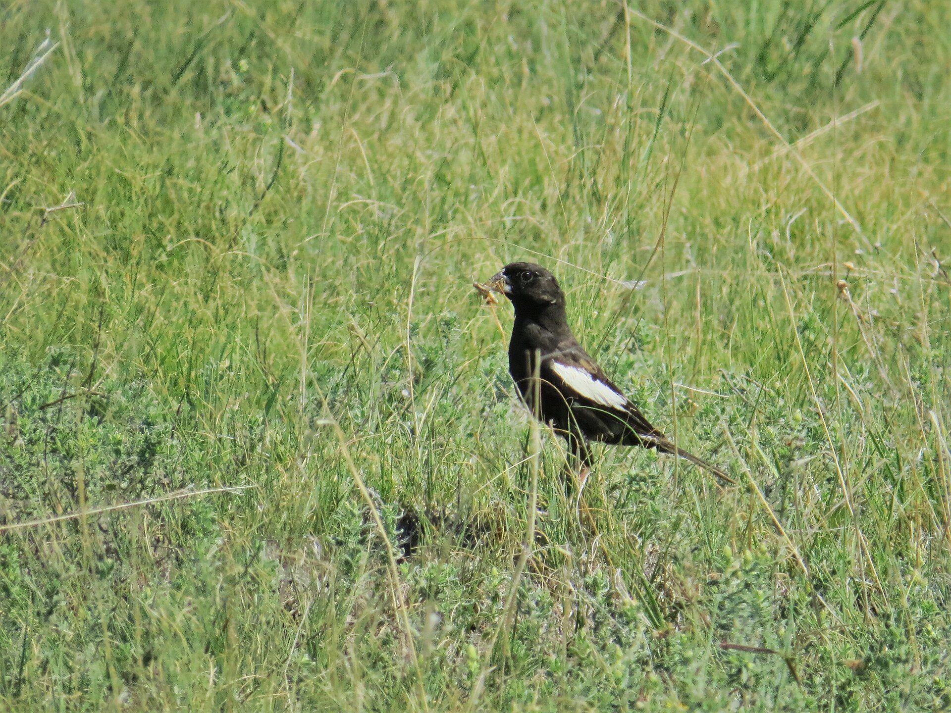 Male lark bunting, all black with white wing patches, standing in grass