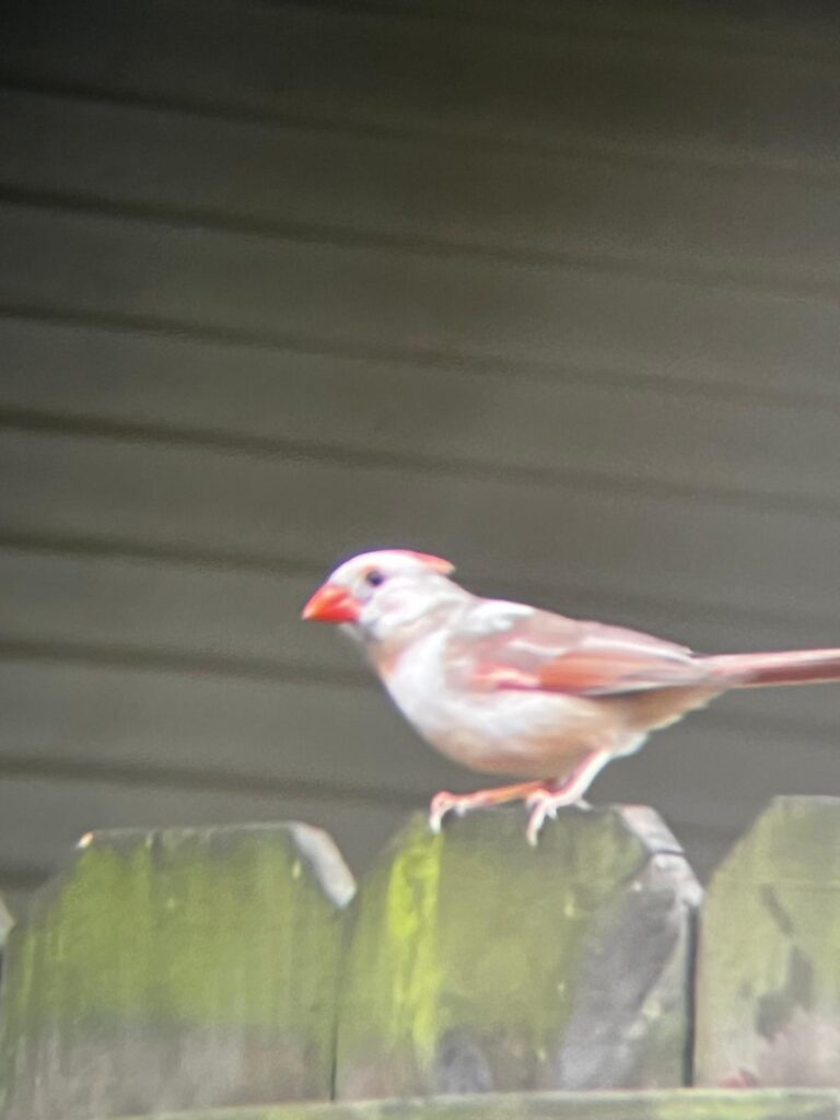 Pale leucistic Northern Cardinal perched on a railing