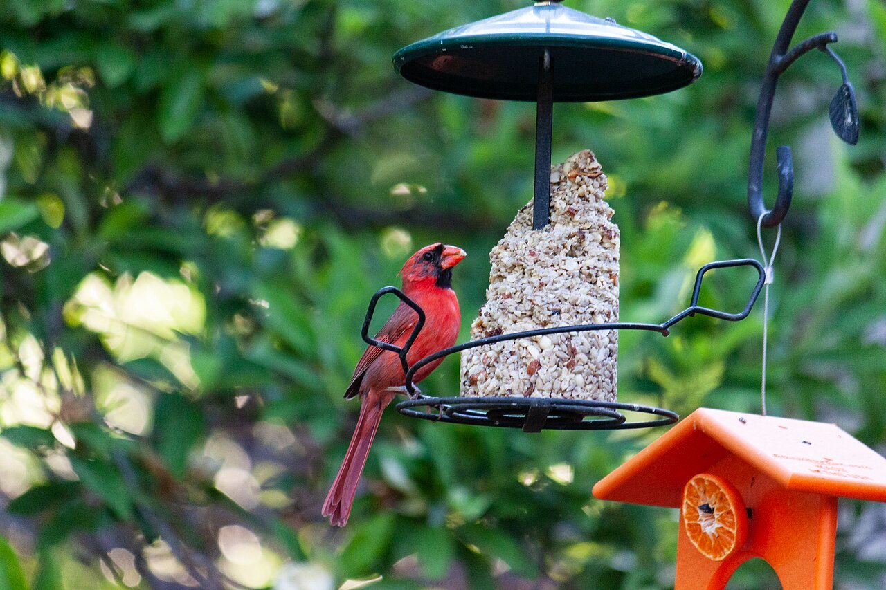 Male cardinal on a hopper feeder in Indiana