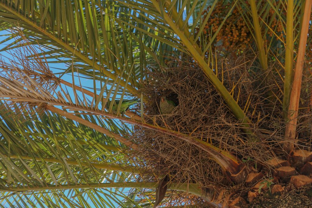 Large stick nest built by monk parakeets in a palm tree