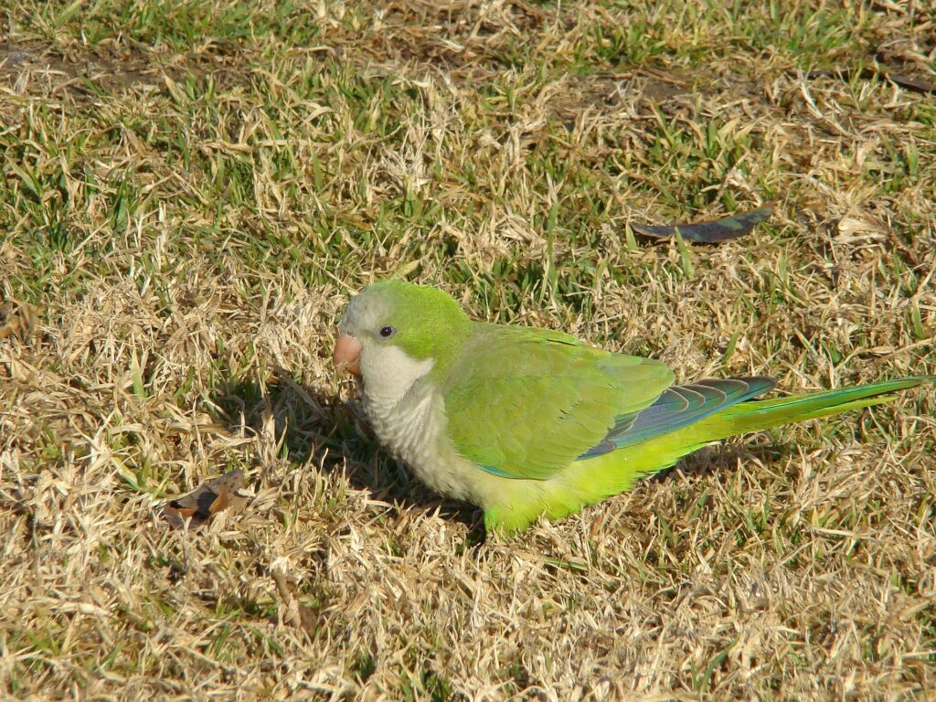 Monk parakeet foraging on grass