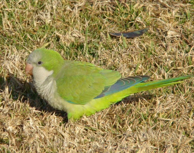 Green monk parakeet, also called a quaker parrot, standing on short grass