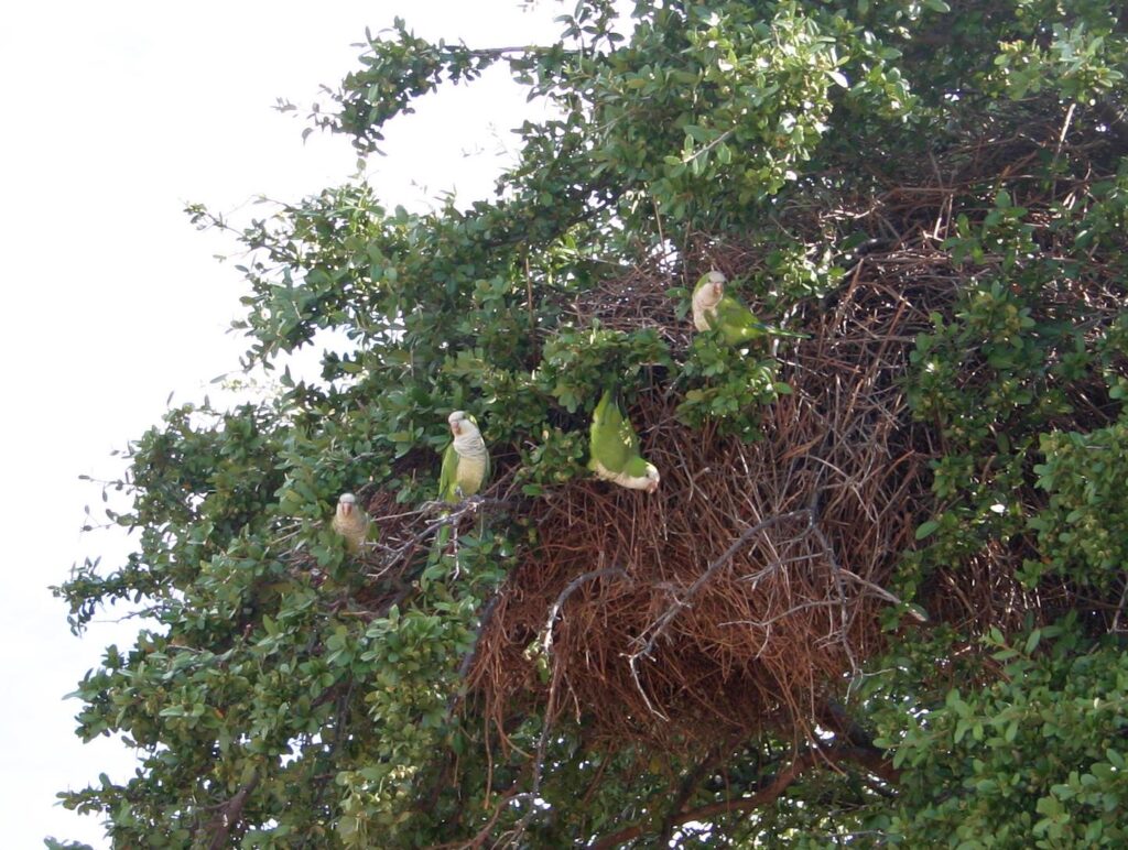 Several green monk parakeets perched around a large communal stick nest in a tree