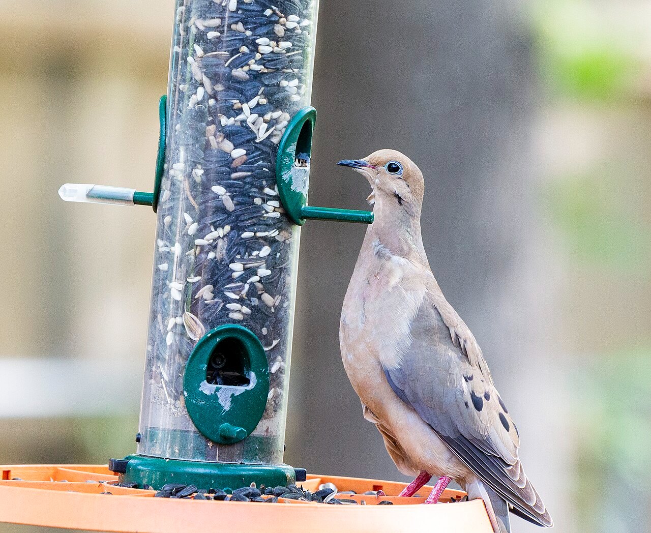 Mourning dove standing on a tray bird feeder