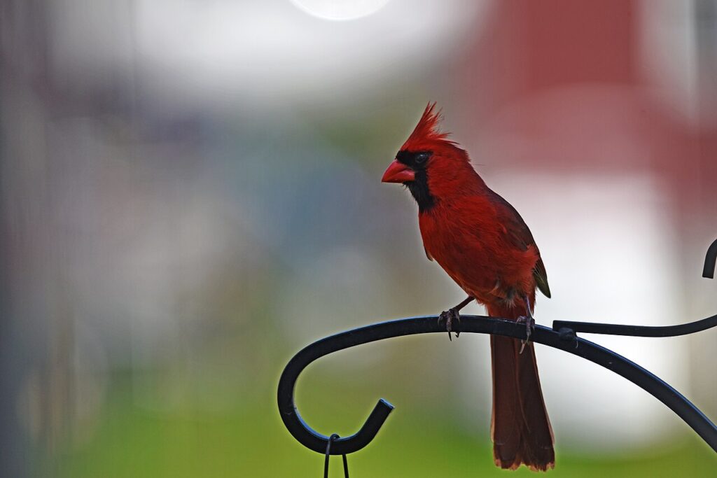 Male northern cardinal at a bird feeder