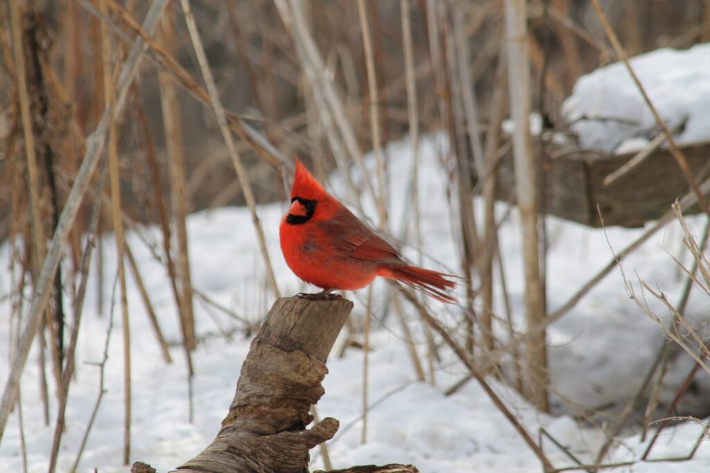 A male northern cardinal perched in snow