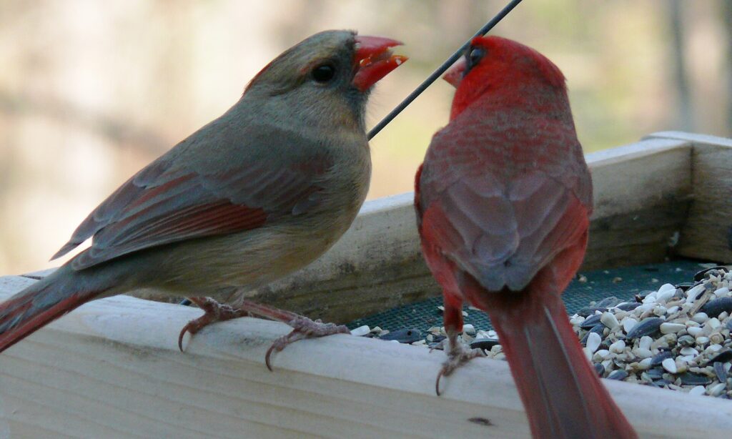 Male Northern Cardinal passing food to a female