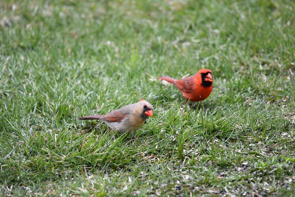 Male and female Northern Cardinals foraging on a lawn