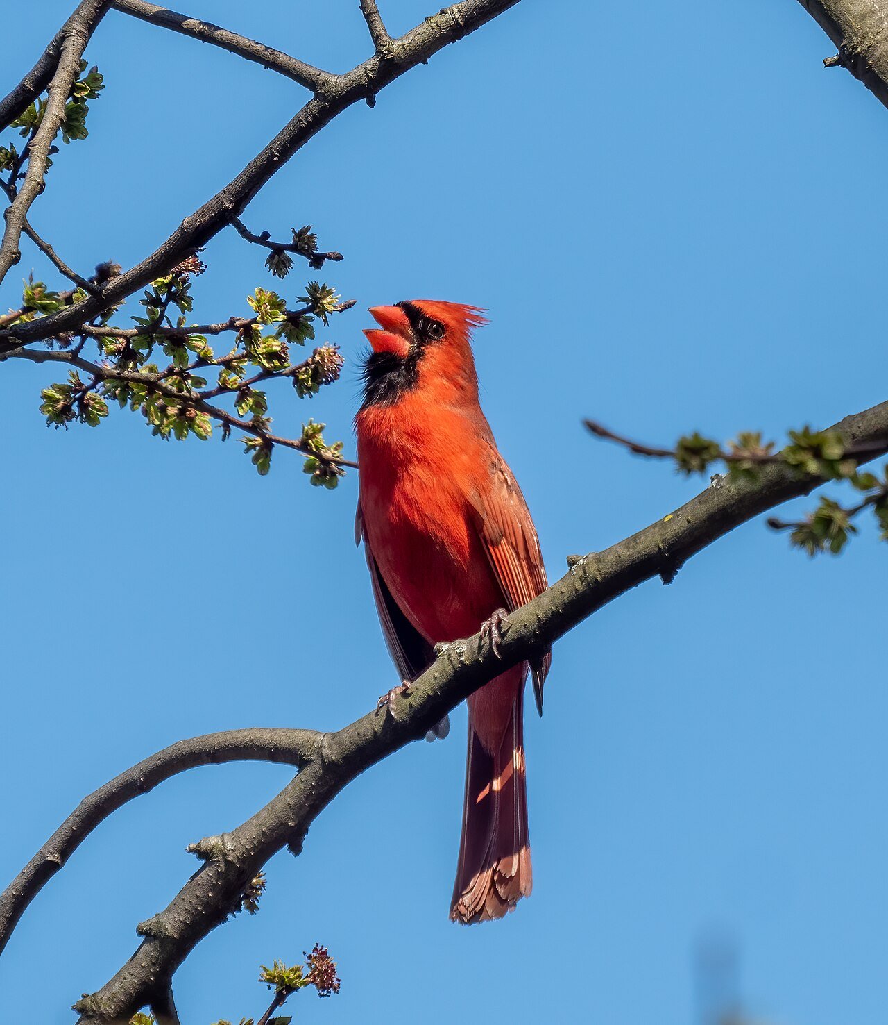 Male northern cardinal singing