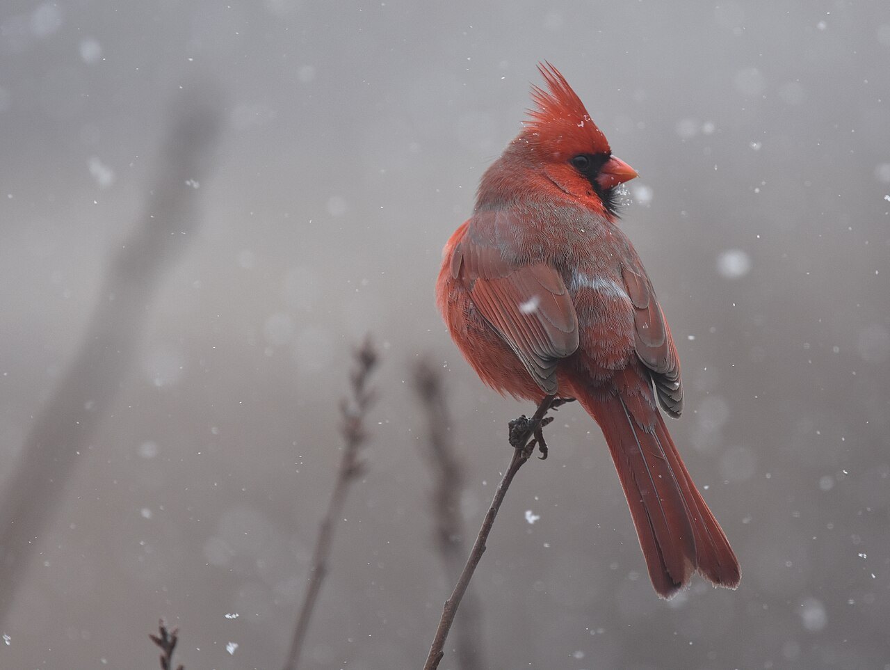 Male northern cardinal perched in falling snow