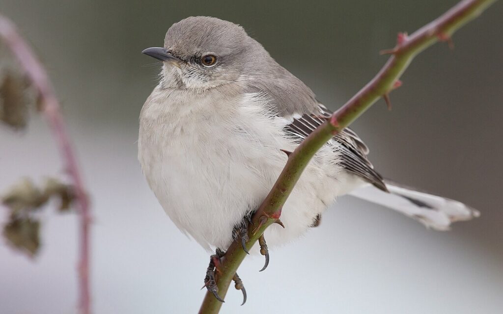 Northern mockingbird perched, gray with white wing bars