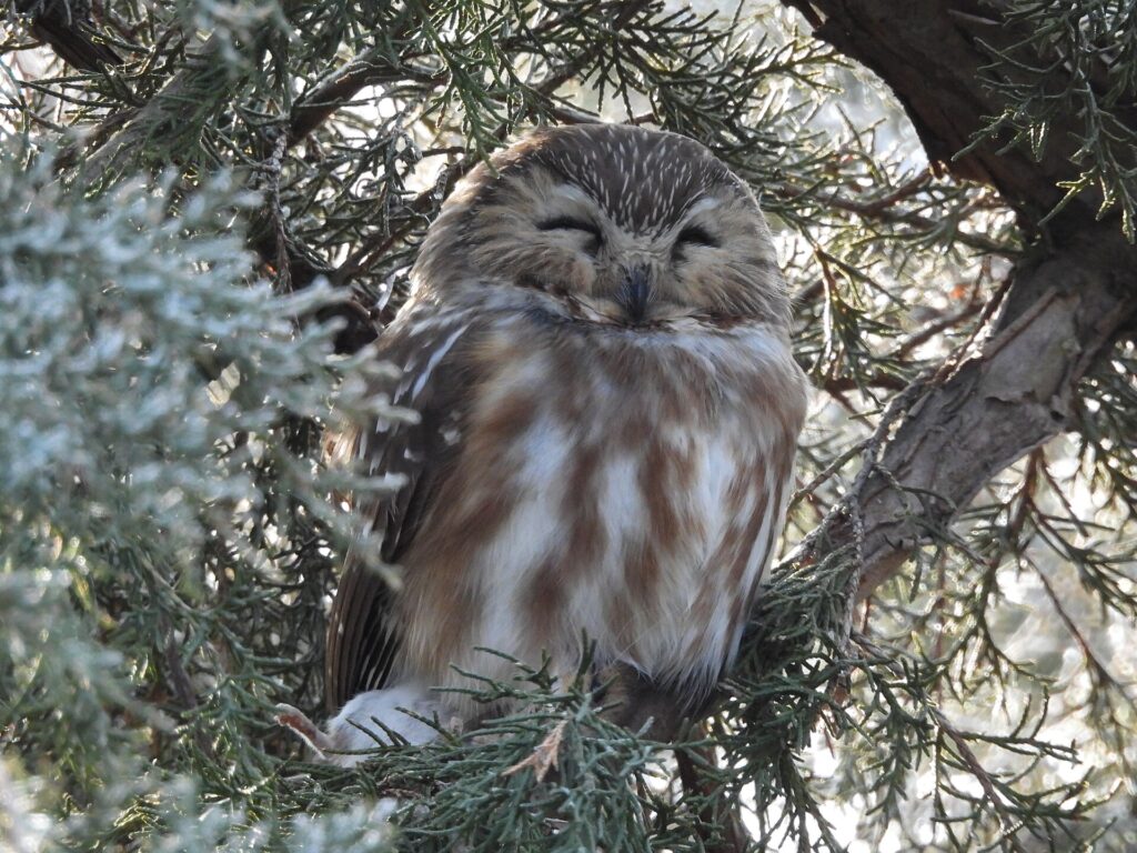 Northern Saw-whet Owl resting on a branch
