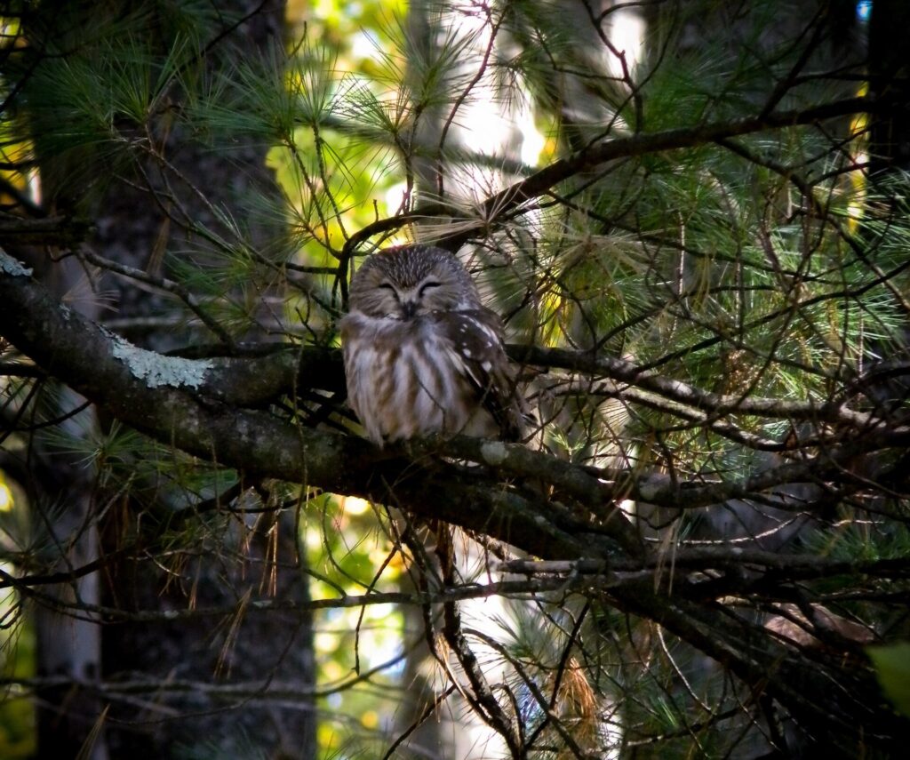 Small Northern Saw-whet Owl perched in a pine