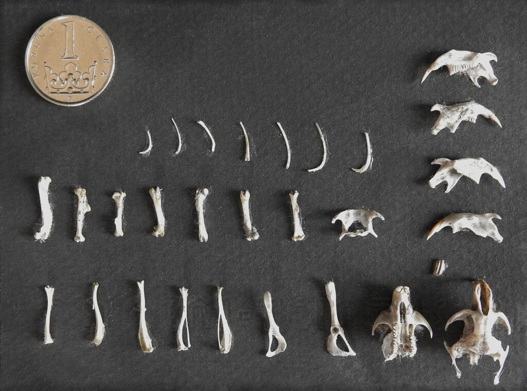 Small mammal skulls and bones sorted from an owl pellet