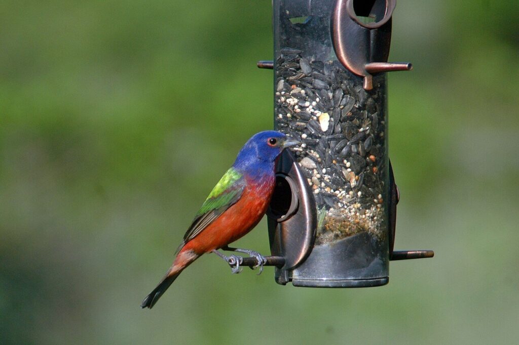 Male painted bunting at a backyard bird feeder