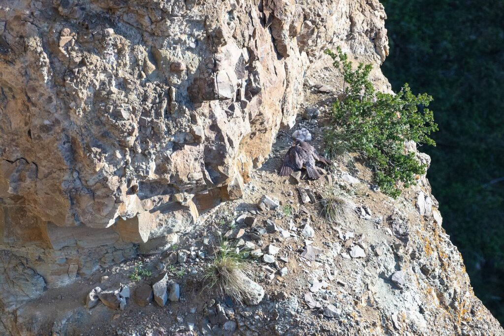 A peregrine falcon with chicks on a cliff ledge