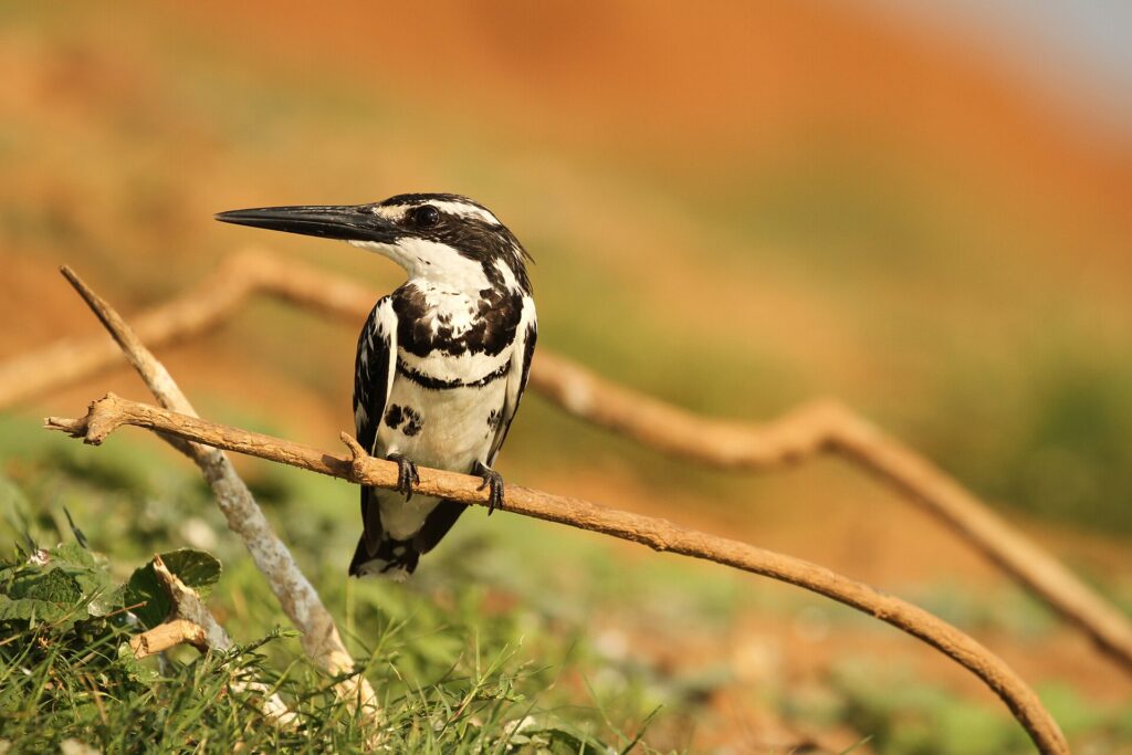 A pied kingfisher perched on a branch
