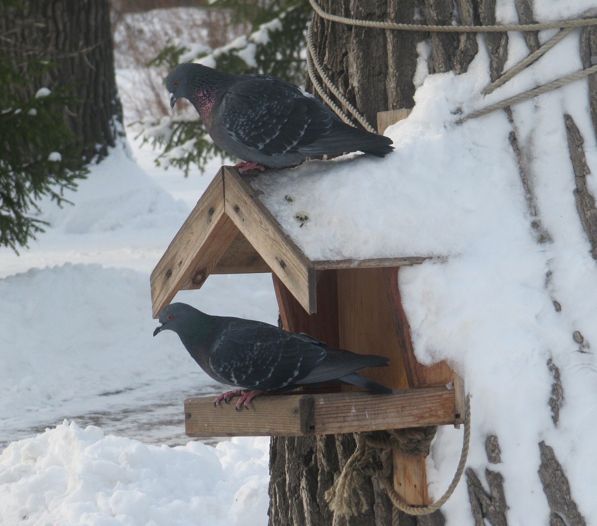 Two pigeons perched on a wooden platform bird feeder in the snow
