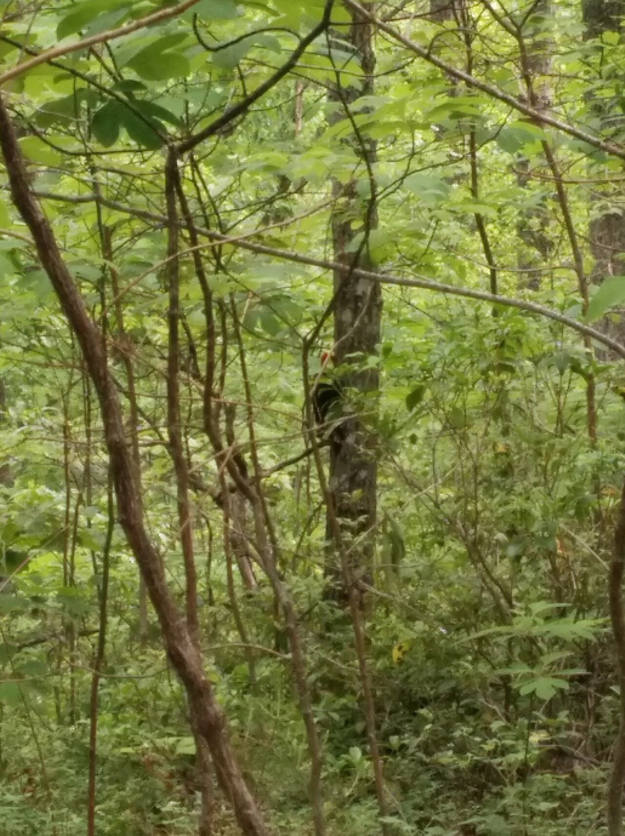 Pileated woodpecker on a tree trunk