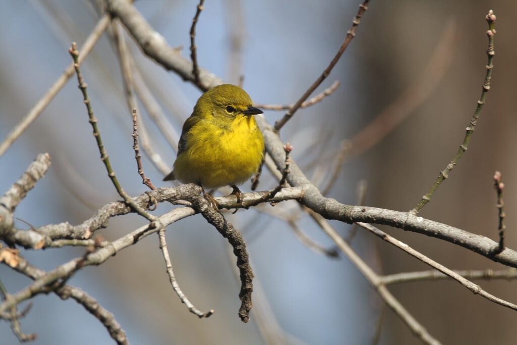A pine warbler perched on a bare branch