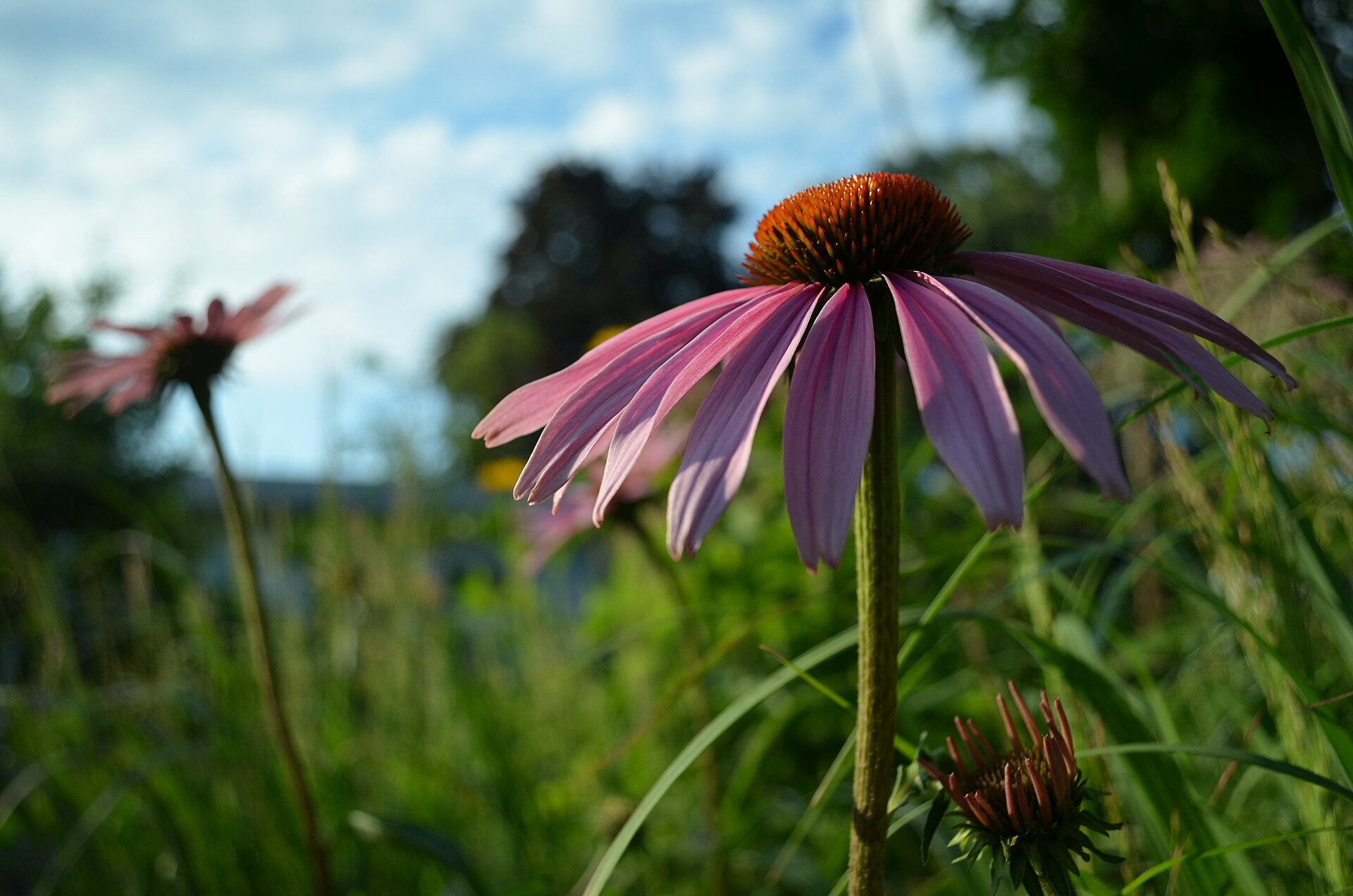 Purple coneflowers, a native plant that feeds goldfinches