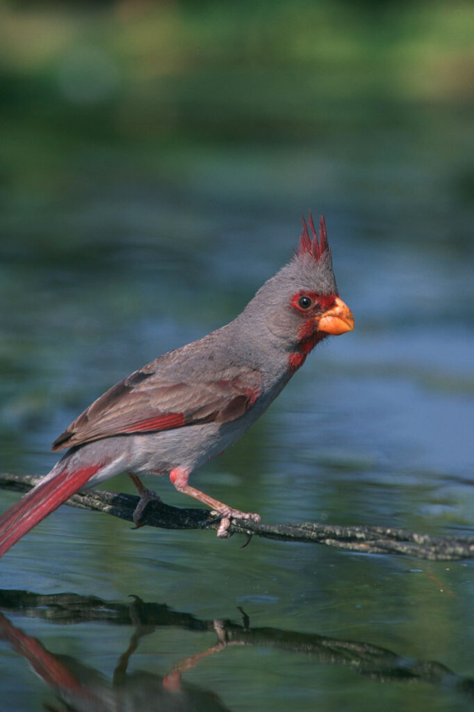 Male Pyrrhuloxia, the gray desert cardinal of the Southwest