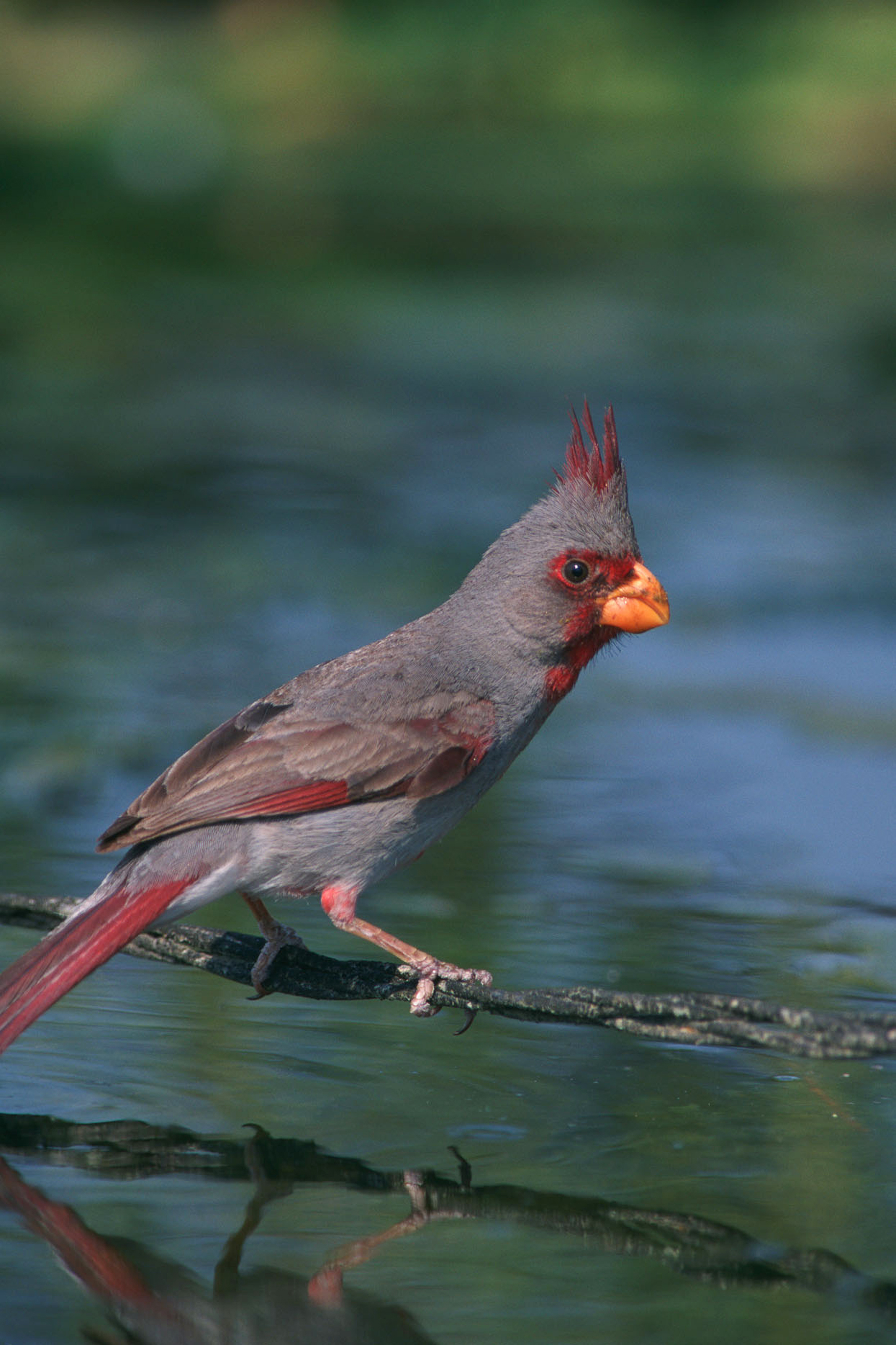 Pyrrhuloxia, a gray cardinal with red face, crest and yellow bill