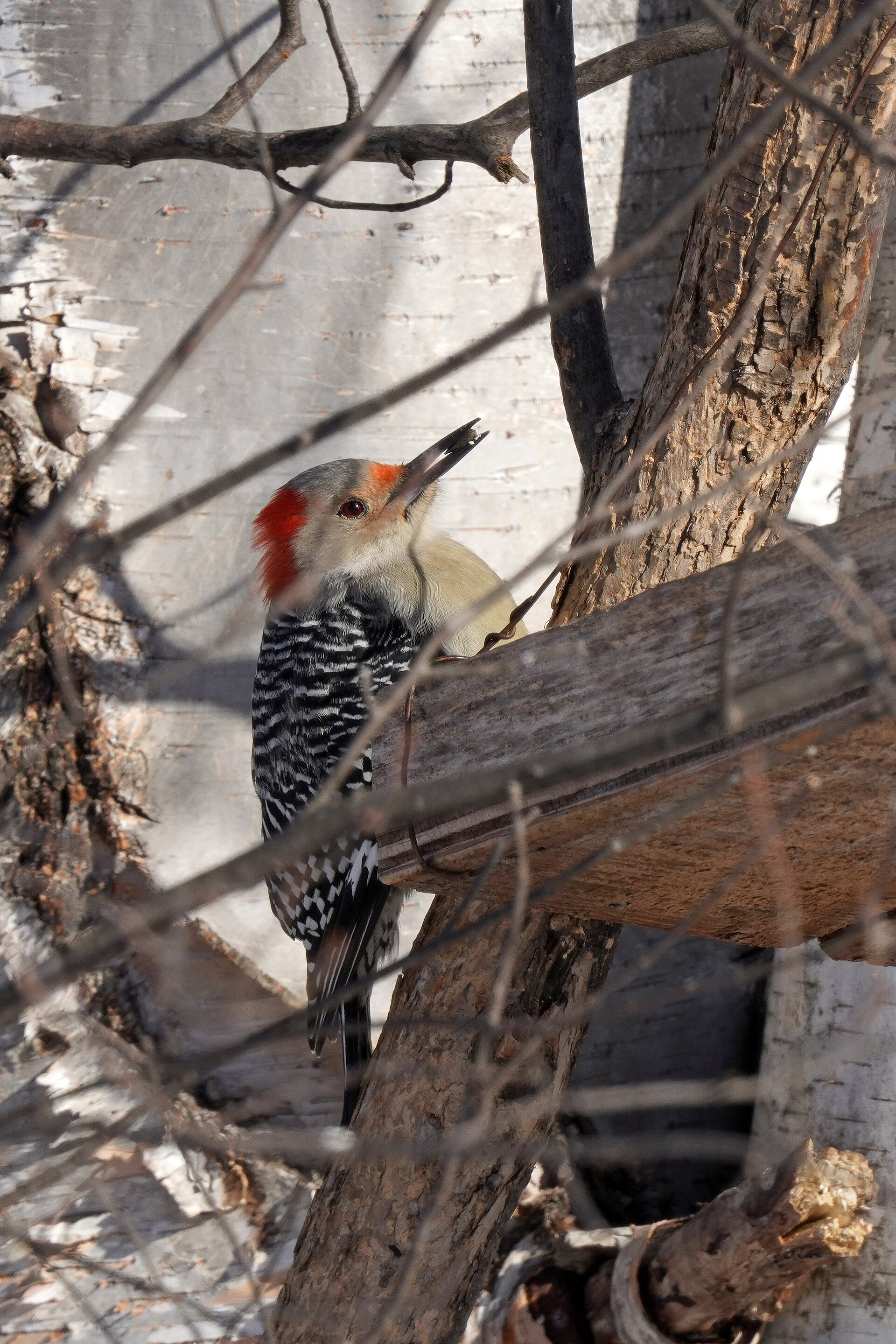 Red-bellied woodpecker with pale gray face, red cap and nape, and barred back
