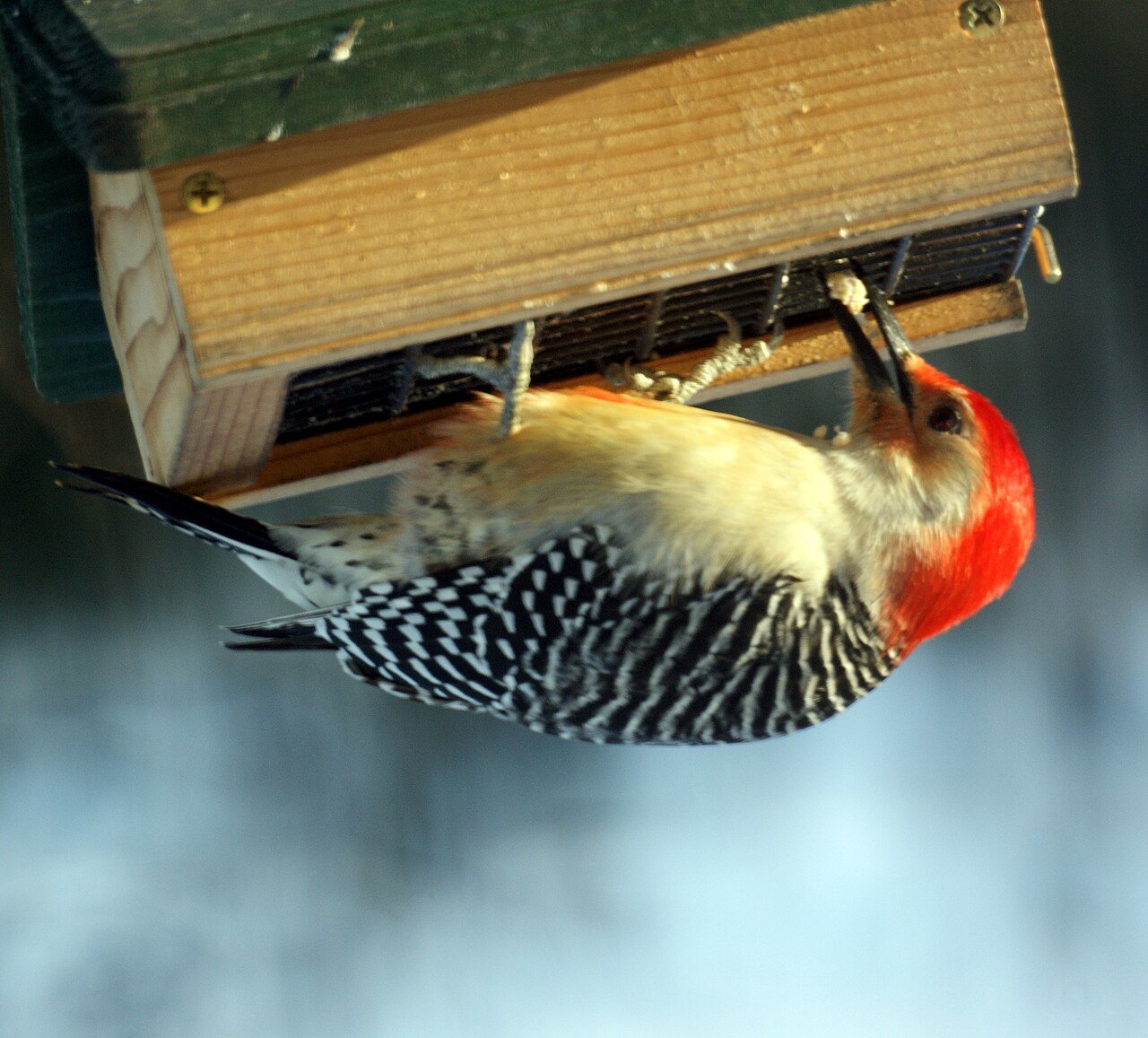 Red-bellied woodpecker clinging to a suet feeder