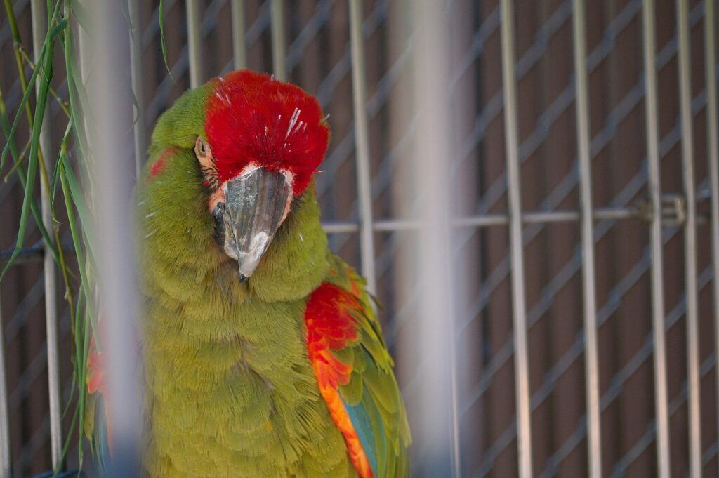 Red-fronted macaw perched inside a wire enclosure at a zoo