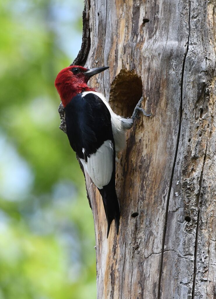 Red-headed woodpecker with red head, black back and white wing patches at a tree cavity