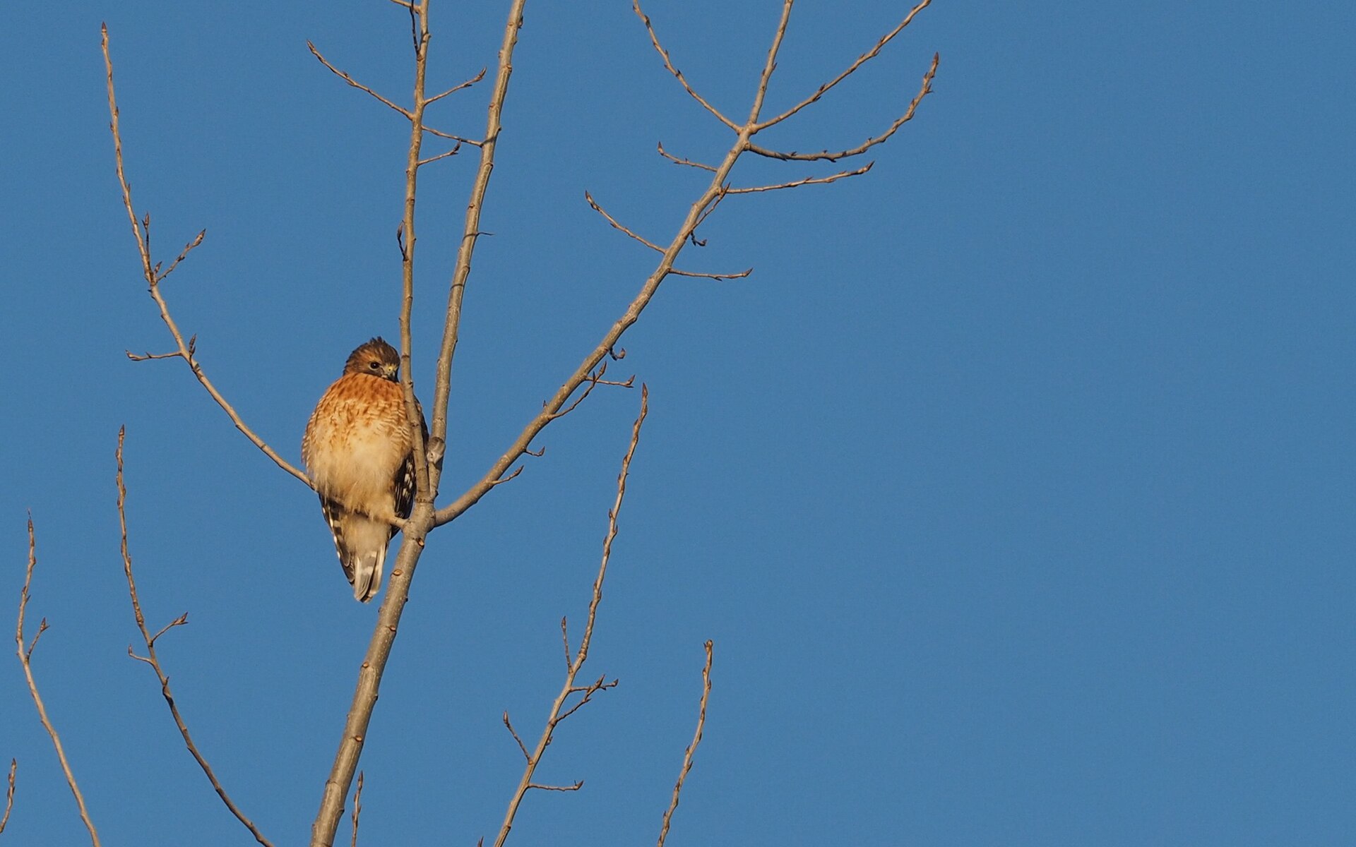 Red-shouldered hawk perched in a bare tree against a blue sky