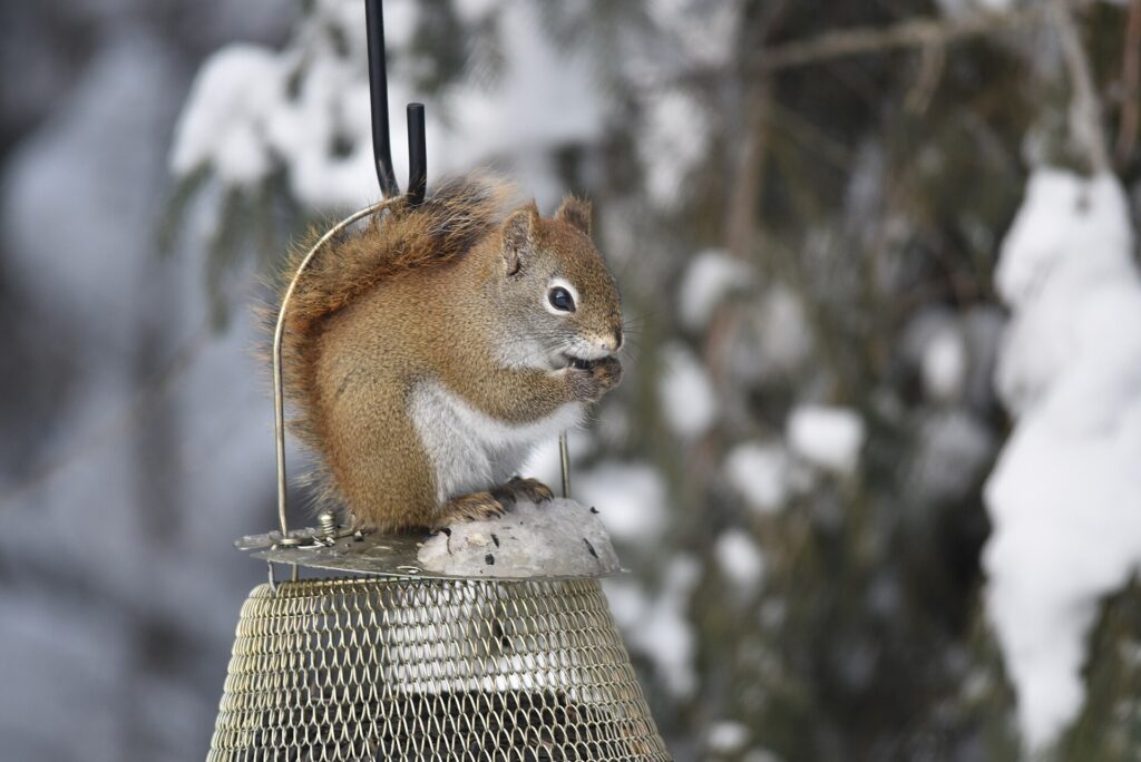 Red squirrel sitting on top of a hanging bird feeder in winter
