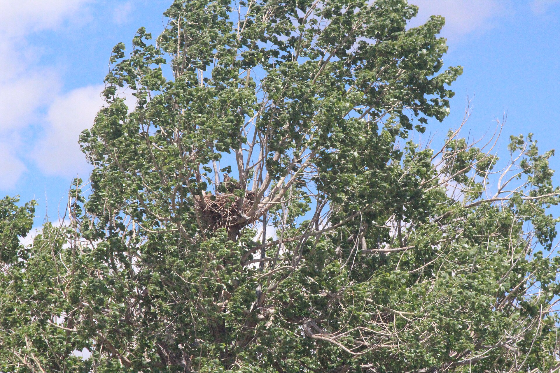 Red-tailed hawk stick nest high in a leafy tree
