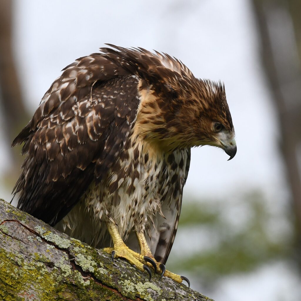 Red-tailed hawk perched on a mossy branch
