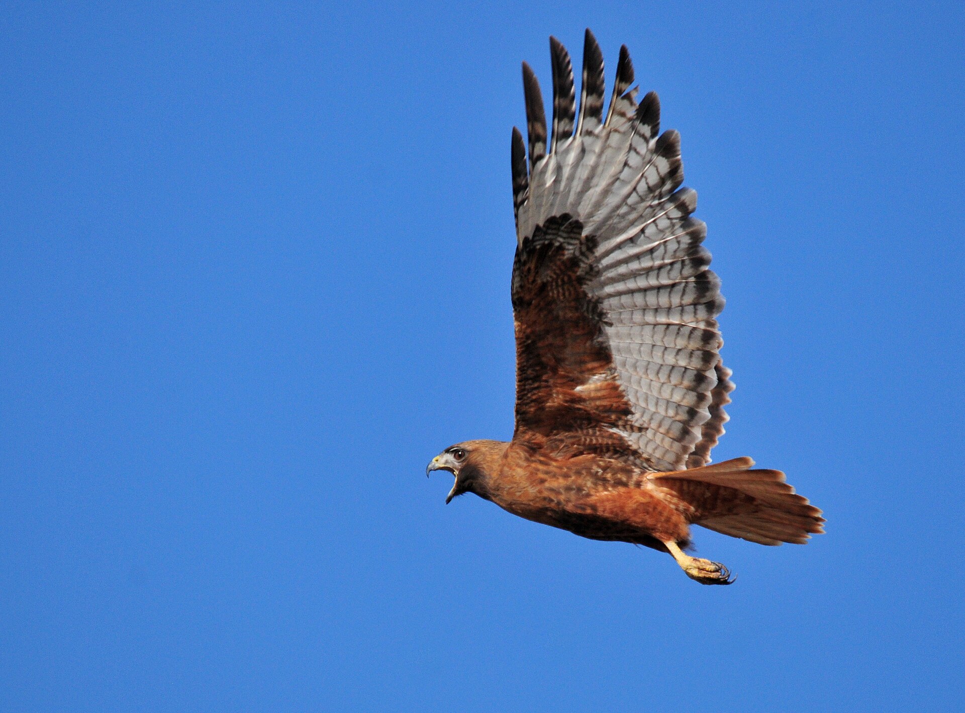 Rufous red-tailed hawk flying against a deep blue sky