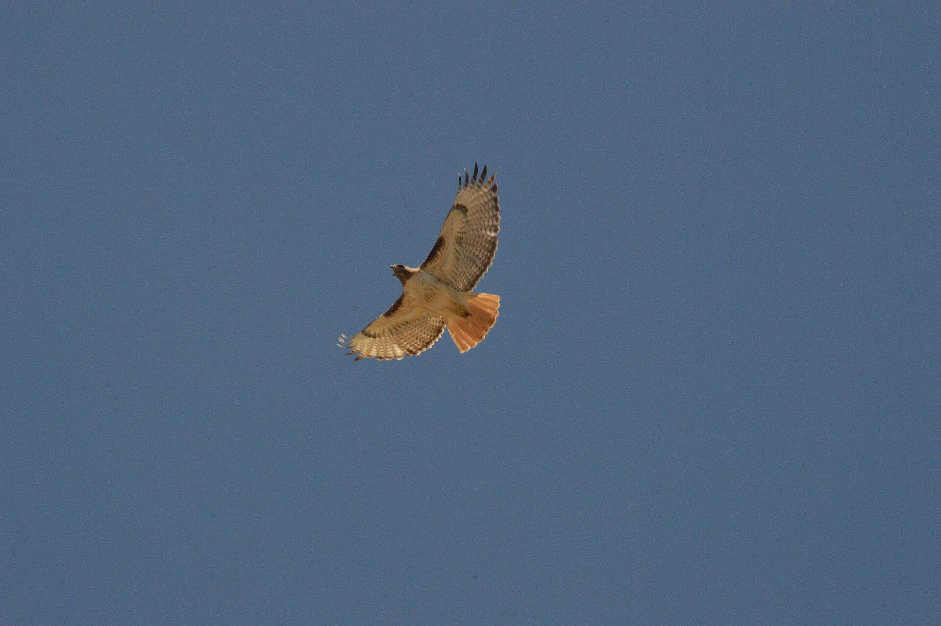 Red-tailed hawk soaring overhead with its brick-red tail spread